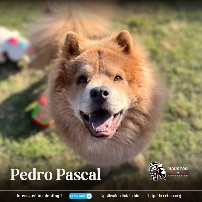 Pedro Pascal thumbnail 3