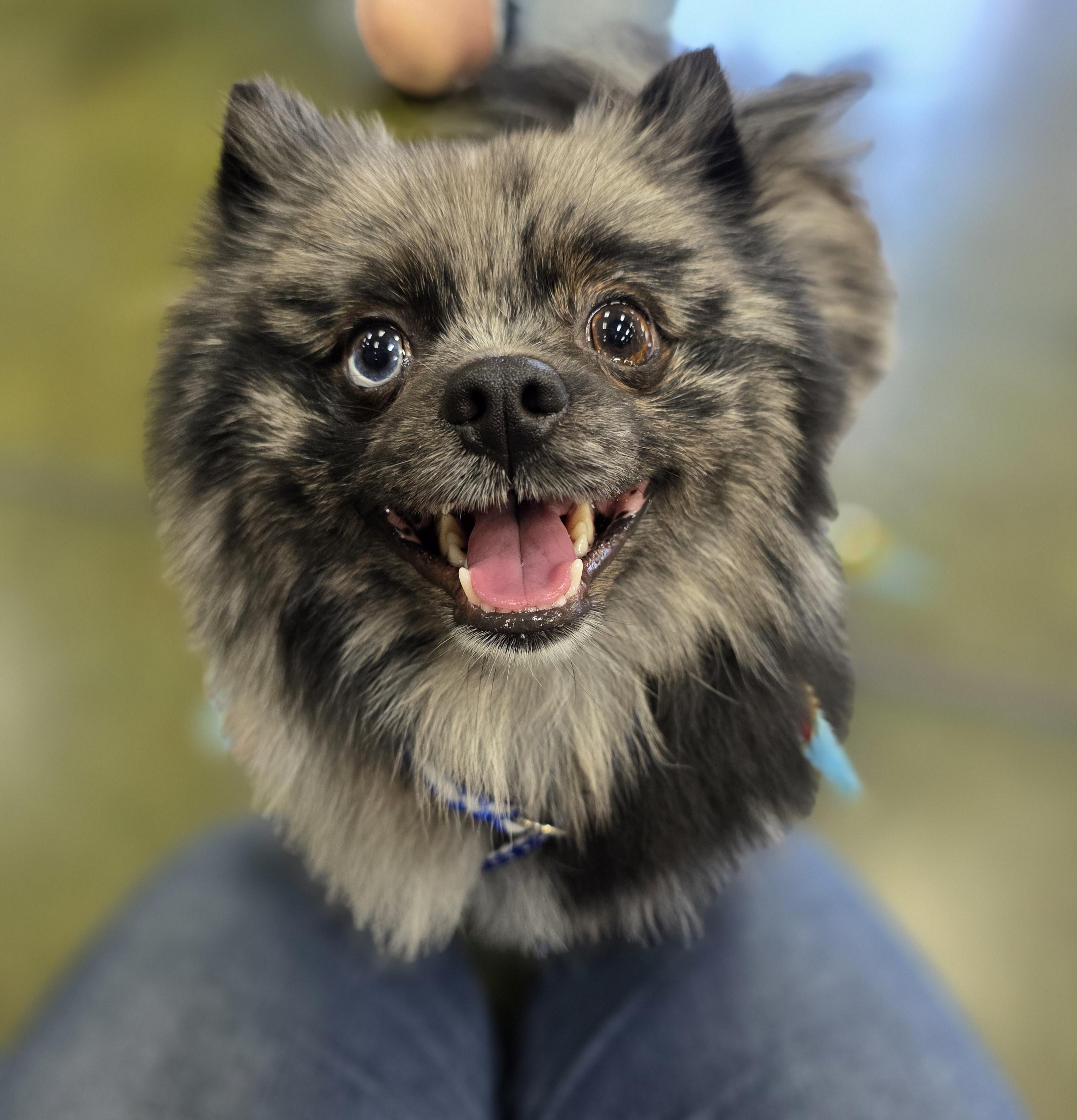 Kofi, a ADOPTABLE Pomeranian in Clovis, CA image 3/4