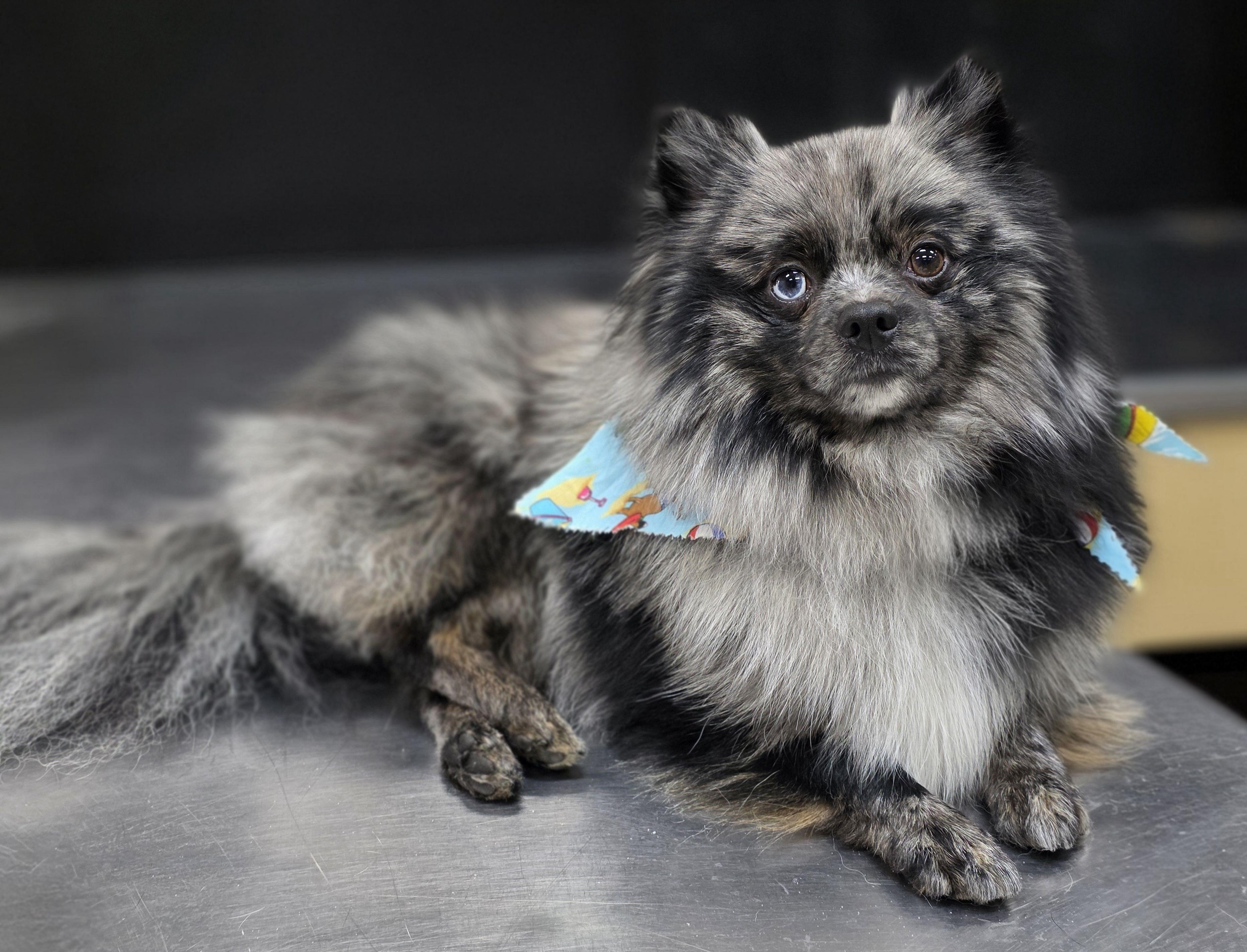 Kofi, a ADOPTABLE Pomeranian in Clovis, CA image 1/4
