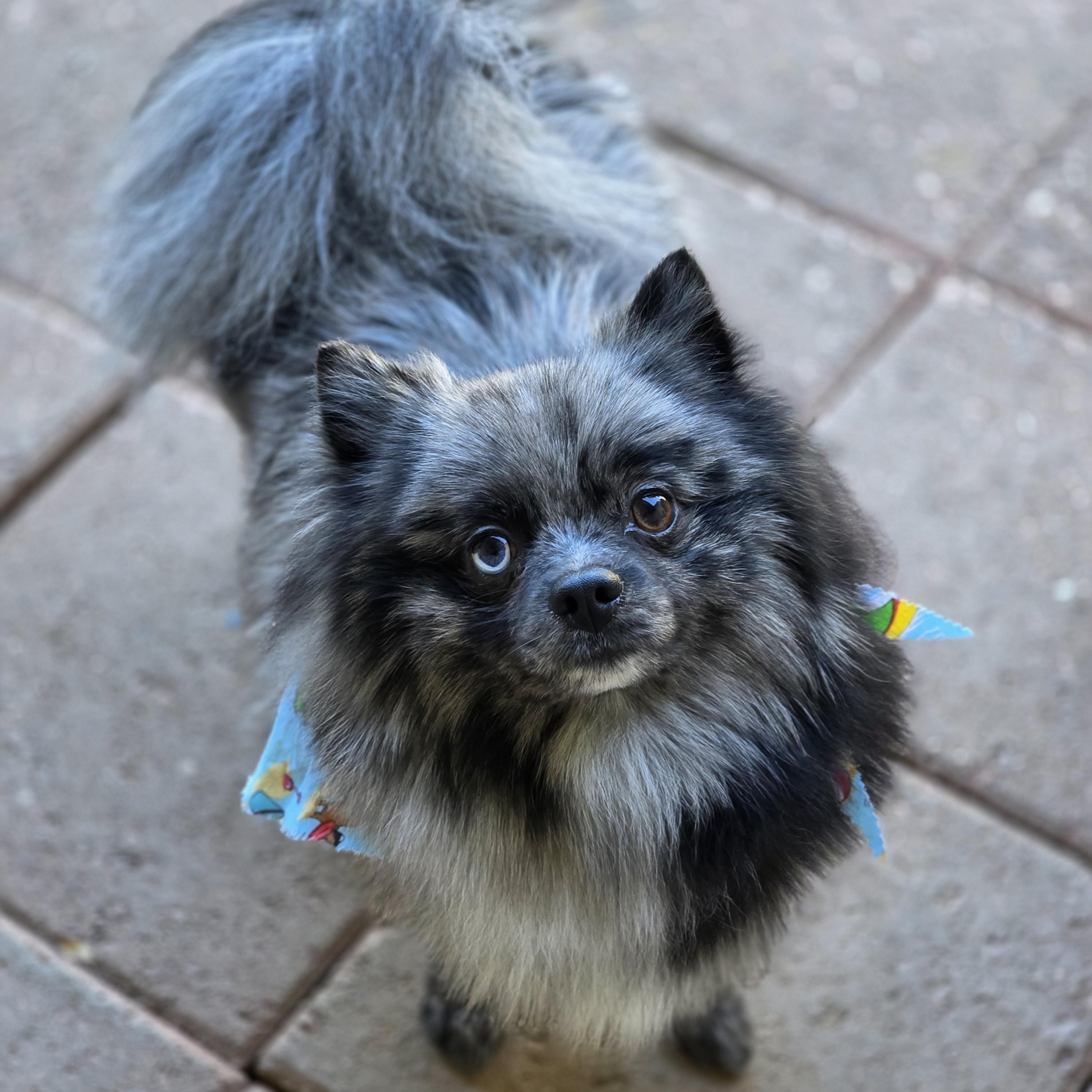 Kofi, a ADOPTABLE Pomeranian in Clovis, CA image 4/4