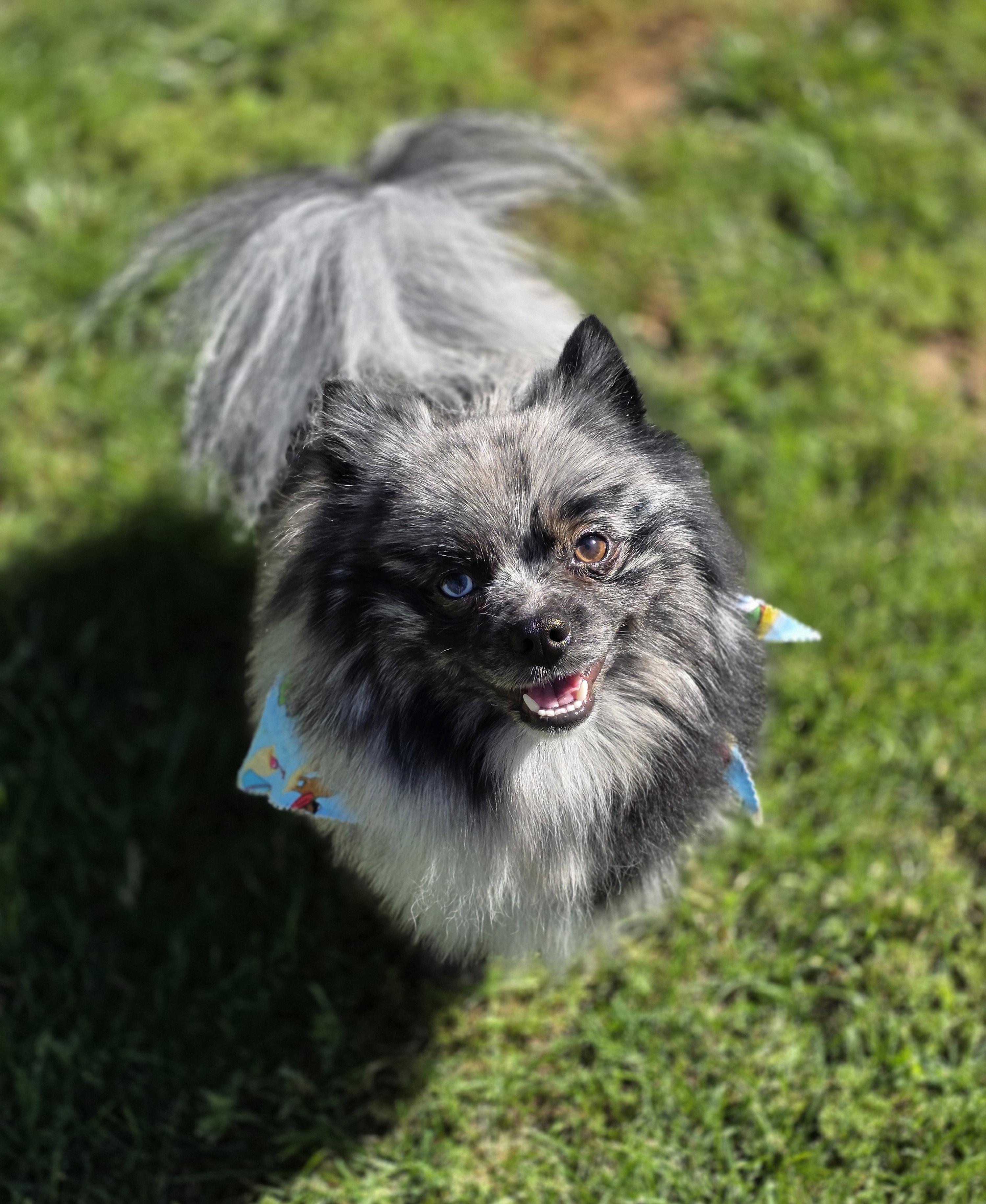 Kofi, a ADOPTABLE Pomeranian in Clovis, CA image 2/4