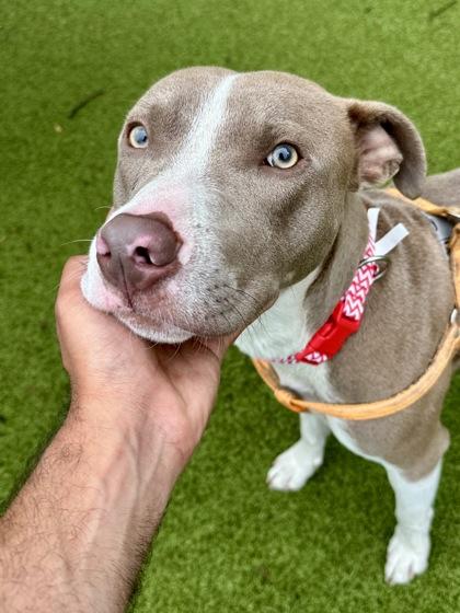 Slappy, Adoptable, Adult Male Mixed Breed & Mixed Breed.