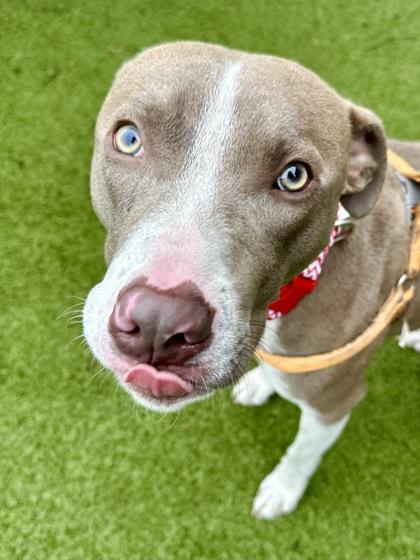 Slappy, a Adoptable mixed breed in Wichita, KS image 2/3