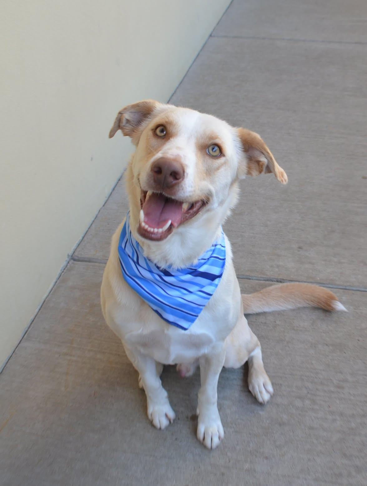Enlarge Umber, a Adoptable Labrador Retriever in McKinney, TX image 1/1