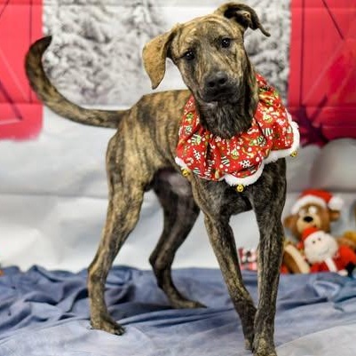 Enlarge River, a ADOPTABLE Mixed Breed in Defuniak Springs, FL image 1/3