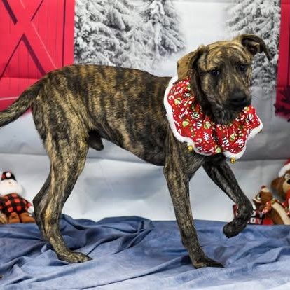 Enlarge River, a ADOPTABLE Mixed Breed in Defuniak Springs, FL image 2/3