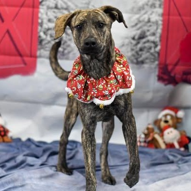 Enlarge River, a ADOPTABLE Mixed Breed in Defuniak Springs, FL image 3/3