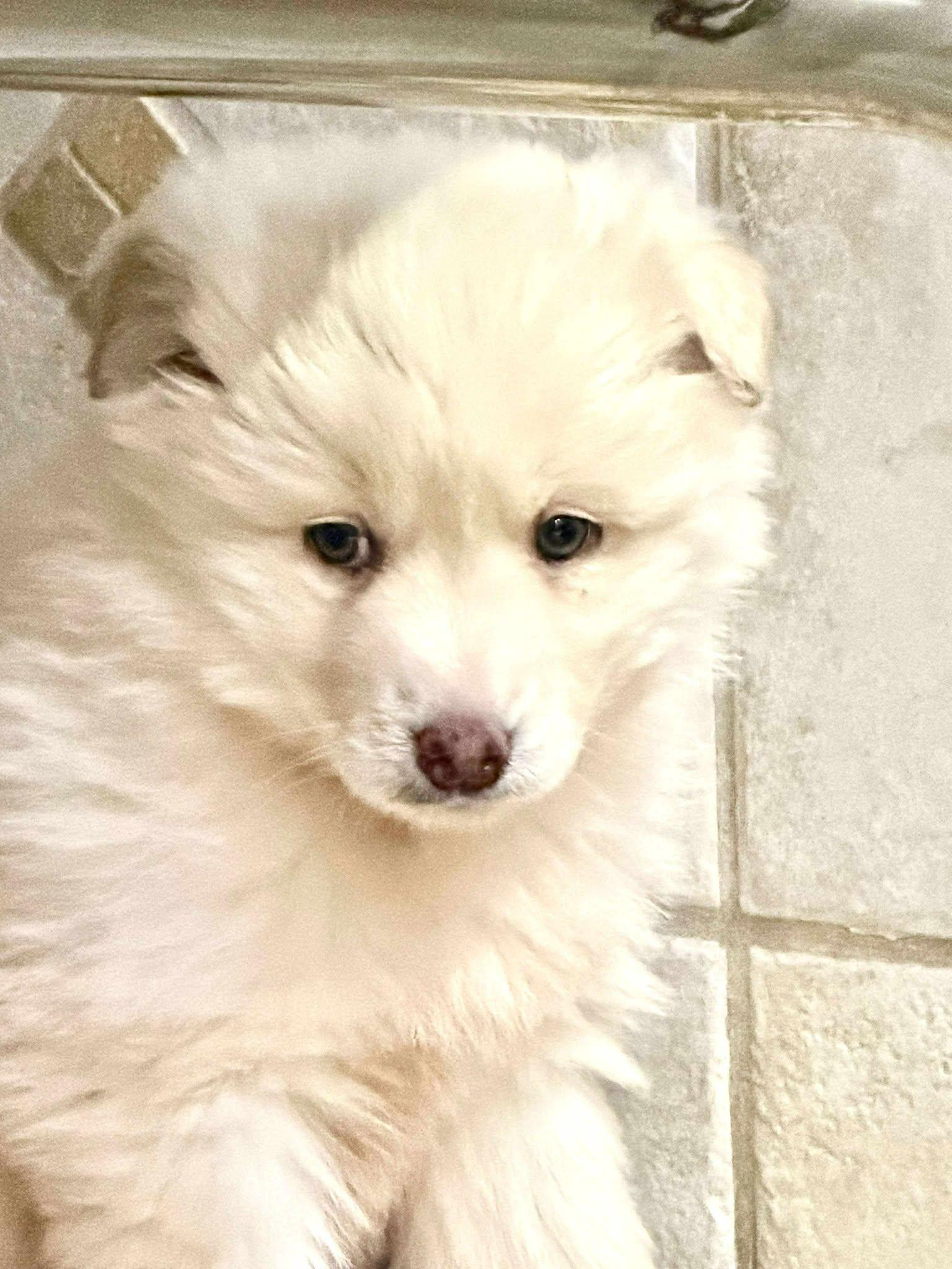 Sabble, ADOPTABLE, Puppy Female Samoyed & Husky.