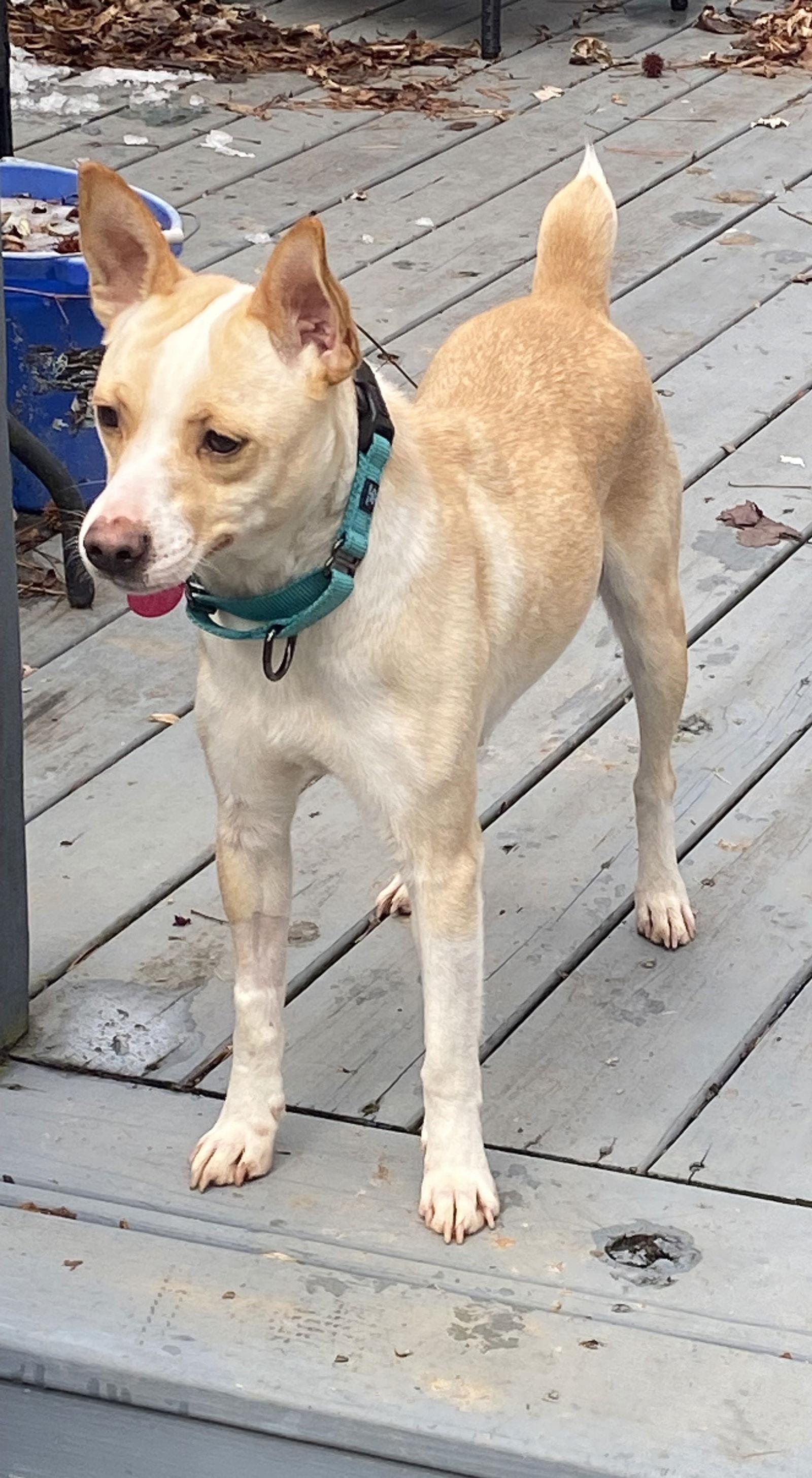 Tilly, Adoptable, Adult Female Feist.