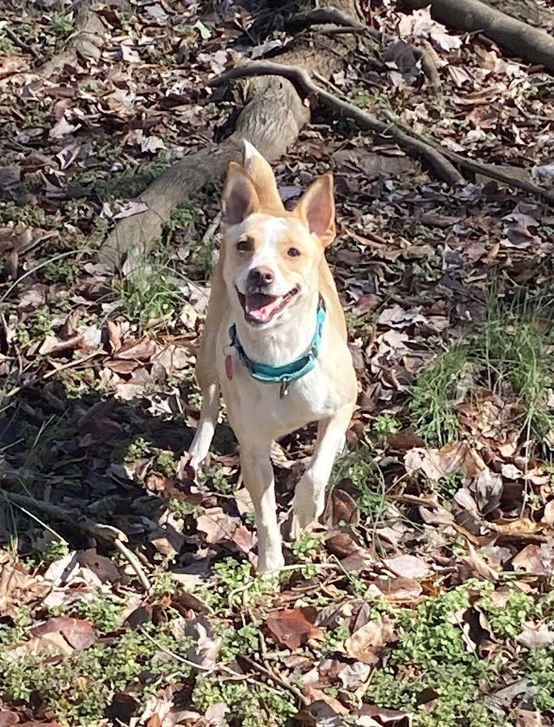 Tilly, Adoptable, Adult Female Feist.