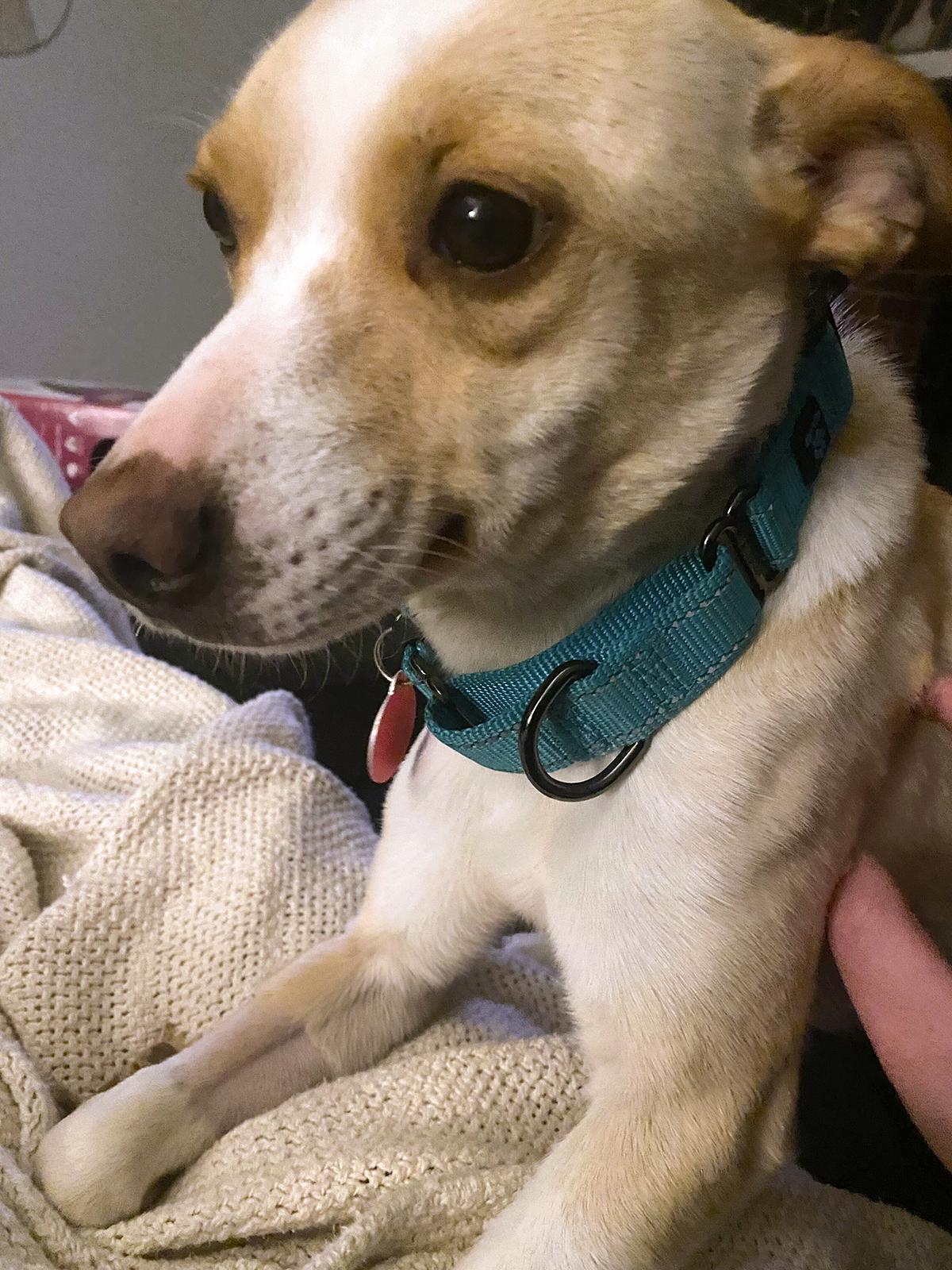 Enlarge Tilly, a Adoptable Feist in Arlington, VA image 2/3