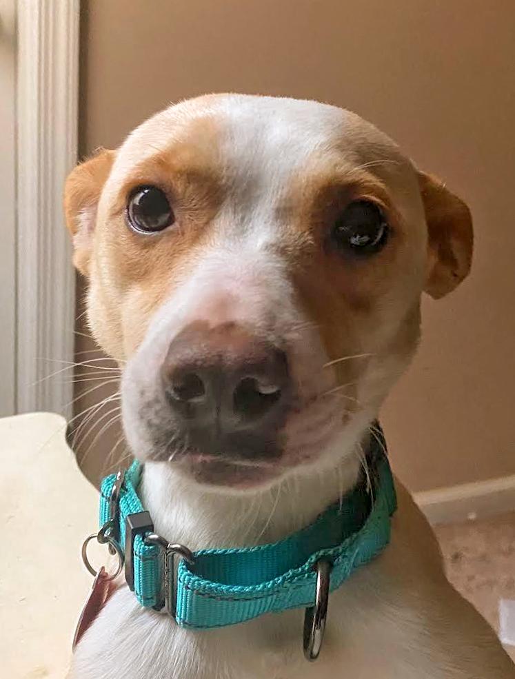 Enlarge Tilly, a Adoptable Feist in Arlington, VA image 3/3