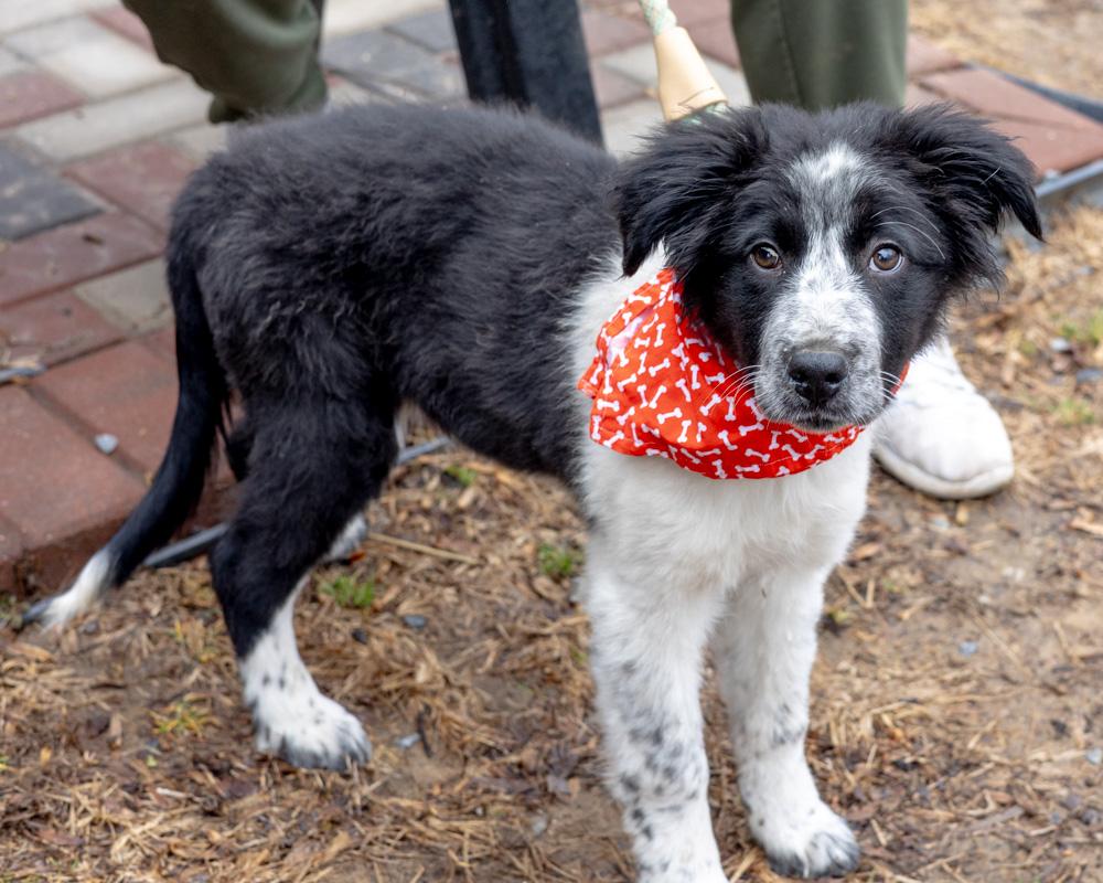 Enlarge Cloud  (Male)  , a Adoptable mixed breed in West Grove, PA image 4/5