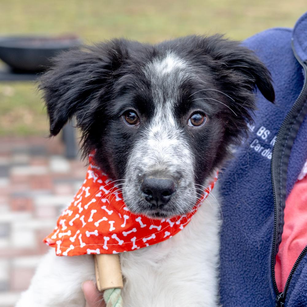 Cloud  (Male)  , Adoptable, Puppy Male Border Collie.