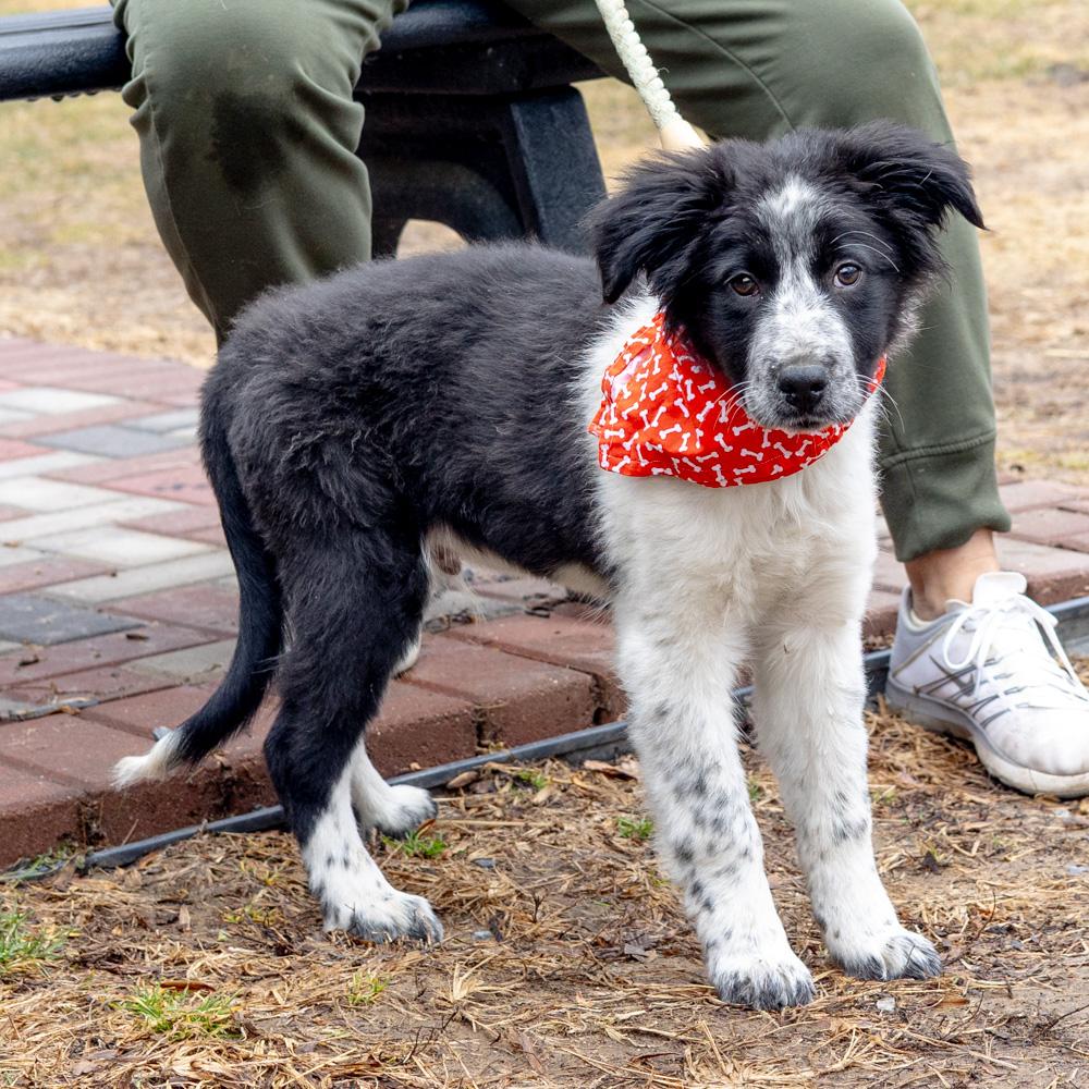 Enlarge Cloud  (Male)  , a Adoptable mixed breed in West Grove, PA image 2/5