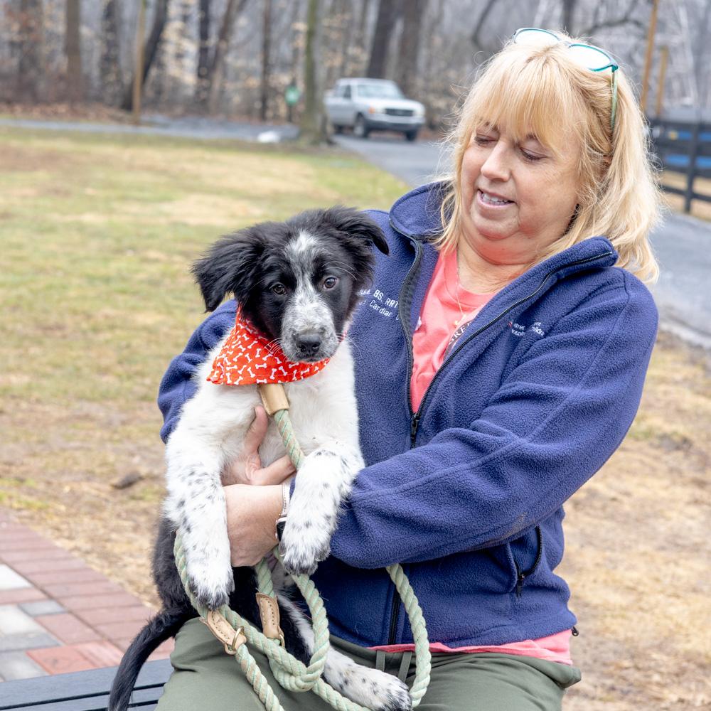 Enlarge Cloud  (Male)  , a Adoptable mixed breed in West Grove, PA image 3/5