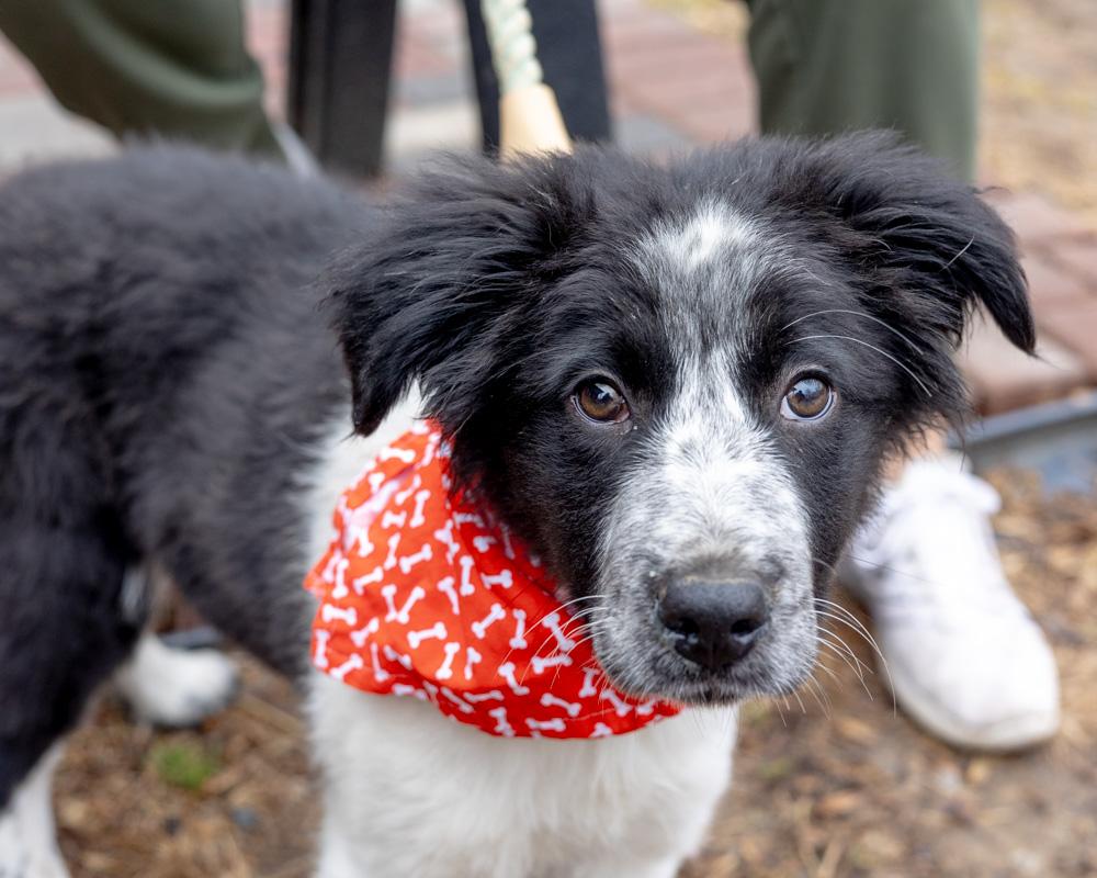 Enlarge Cloud  (Male)  , a Adoptable mixed breed in West Grove, PA image 5/5