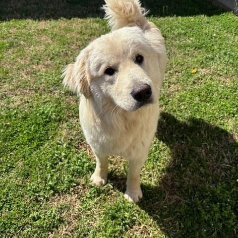 Enlarge Oak , an adopted Great Pyrenees in Fayetteville, AR image 1/5