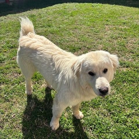 Enlarge Oak , an adopted Great Pyrenees in Fayetteville, AR image 4/5