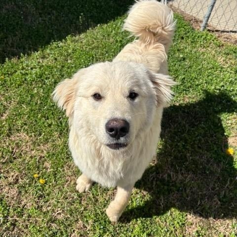 Enlarge Oak , an adopted Great Pyrenees in Fayetteville, AR image 3/5