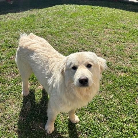 Enlarge Oak , an adopted Great Pyrenees in Fayetteville, AR image 5/5