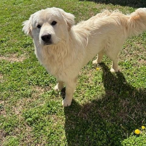 Enlarge Oak , an adopted Great Pyrenees in Fayetteville, AR image 2/5