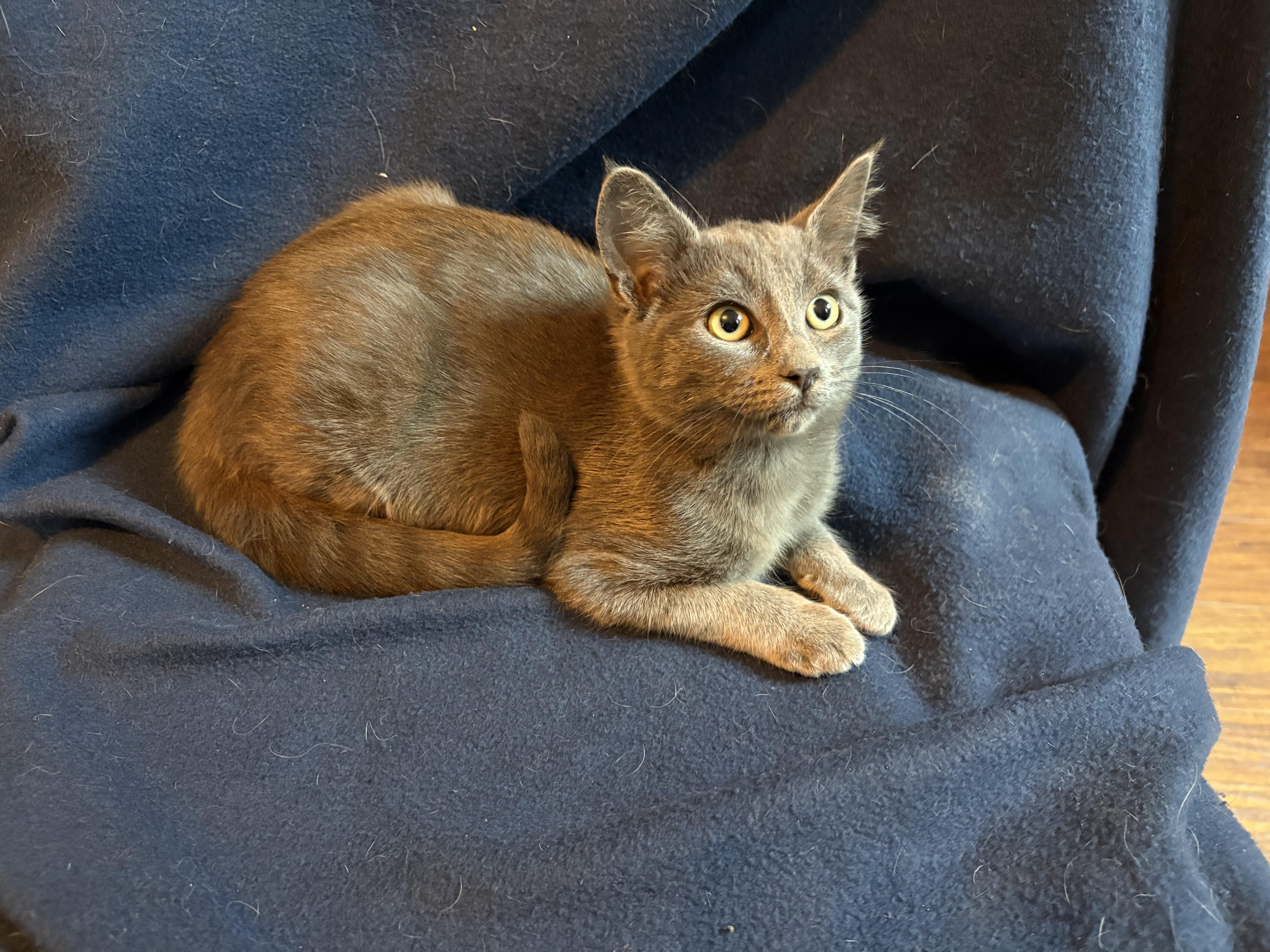 Enlarge Foxie, an adopted mixed breed in Lodi, CA image 1/6