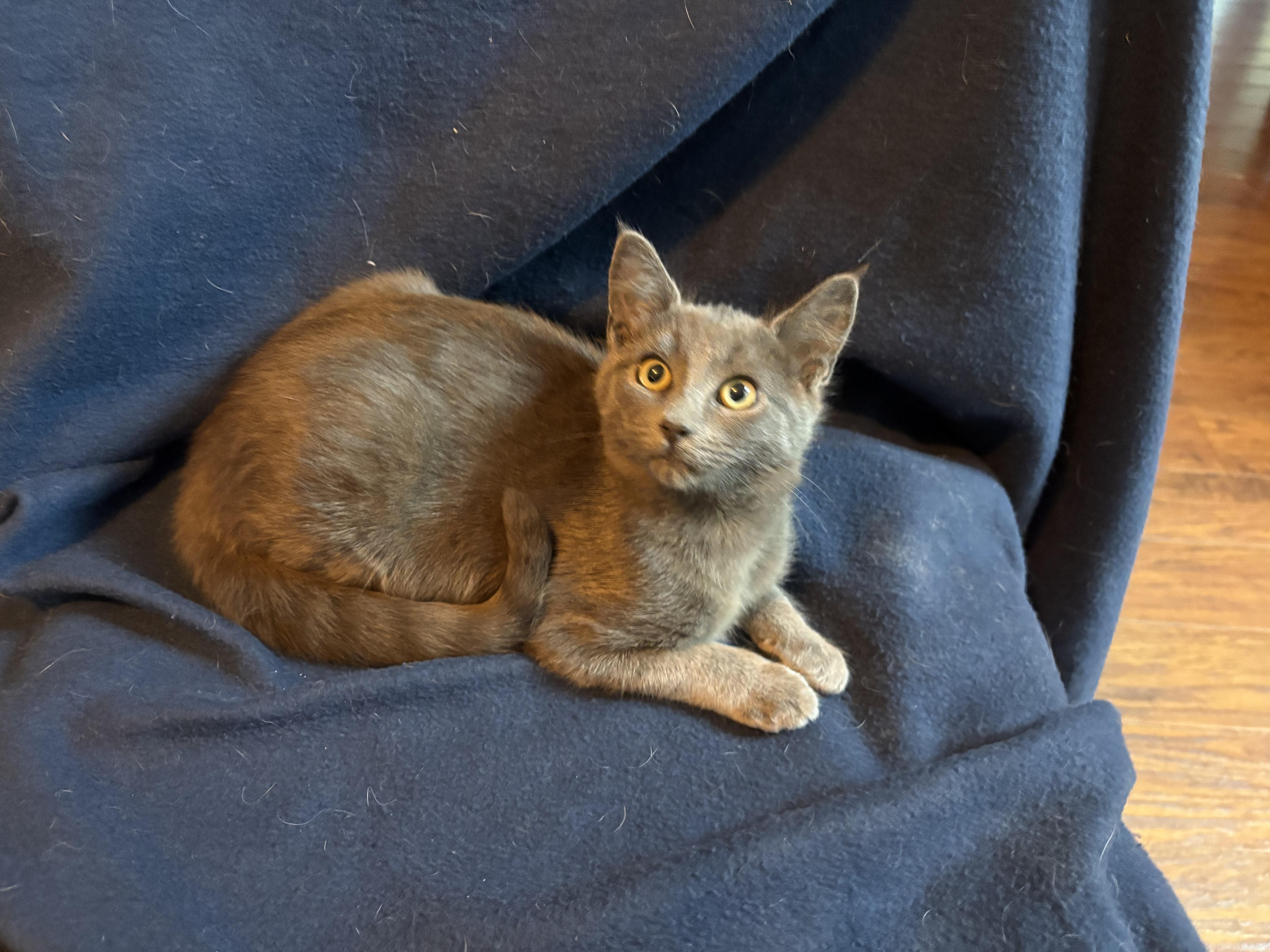 Enlarge Foxie, an adopted mixed breed in Lodi, CA image 4/6