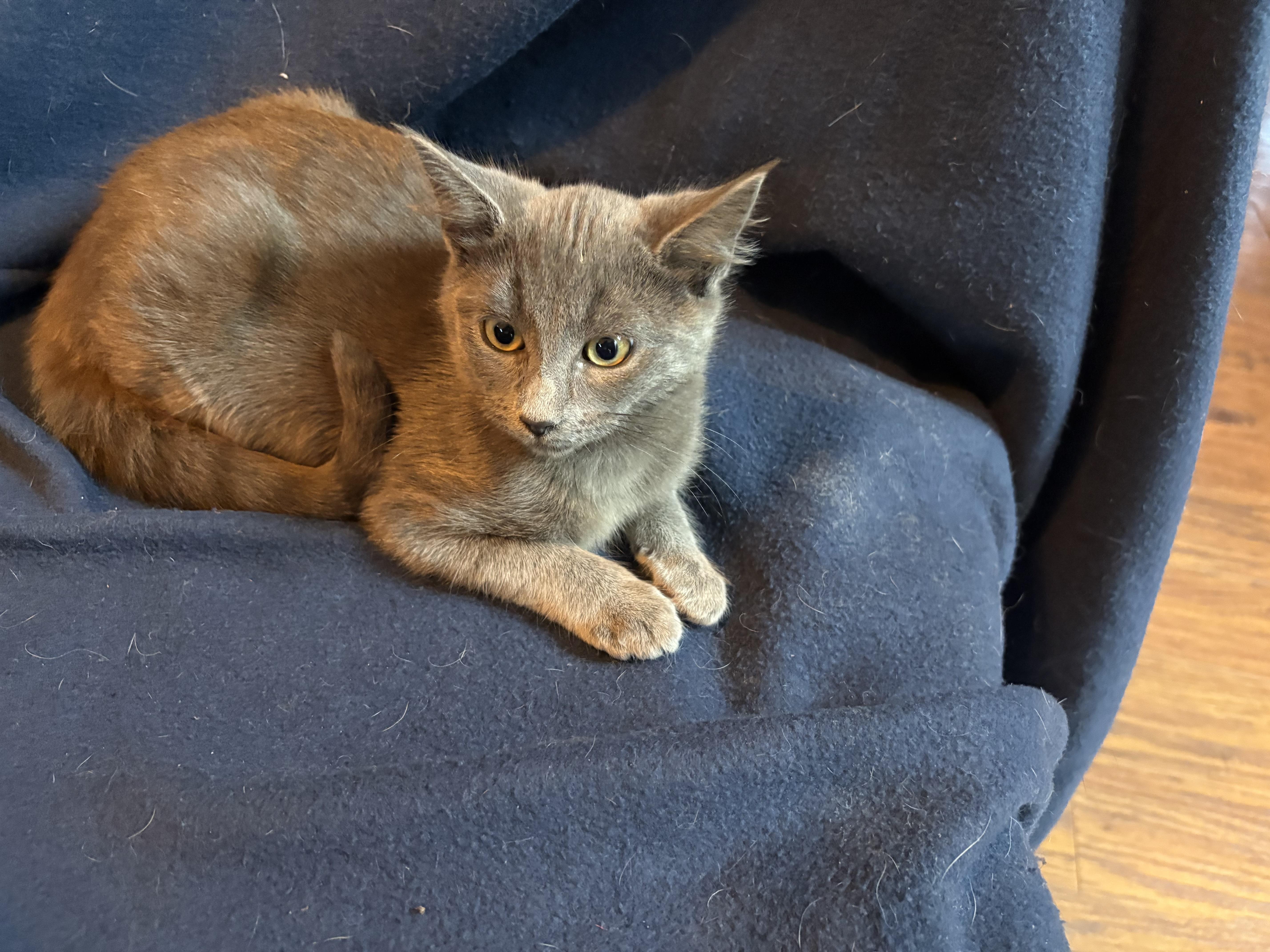 Enlarge Foxie, an adopted mixed breed in Lodi, CA image 6/6