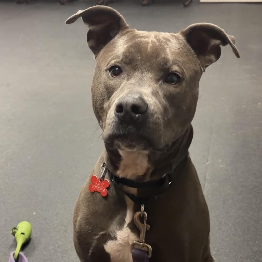 Enlarge Bowie, an adoptable mixed breed in Valparaiso, IN image 2/4