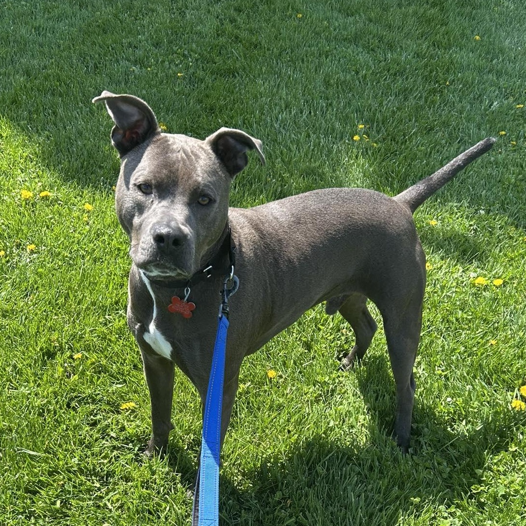 Enlarge Bowie, an adoptable mixed breed in Valparaiso, IN image 3/4