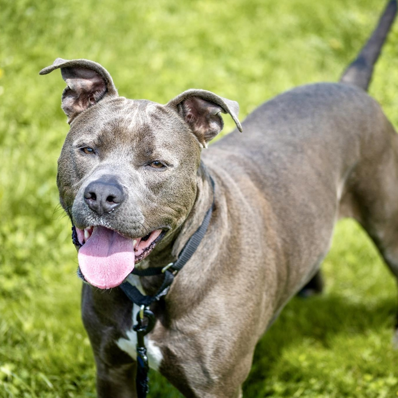 Bowie, adoptable, Adult Male Pit Bull Terrier.
