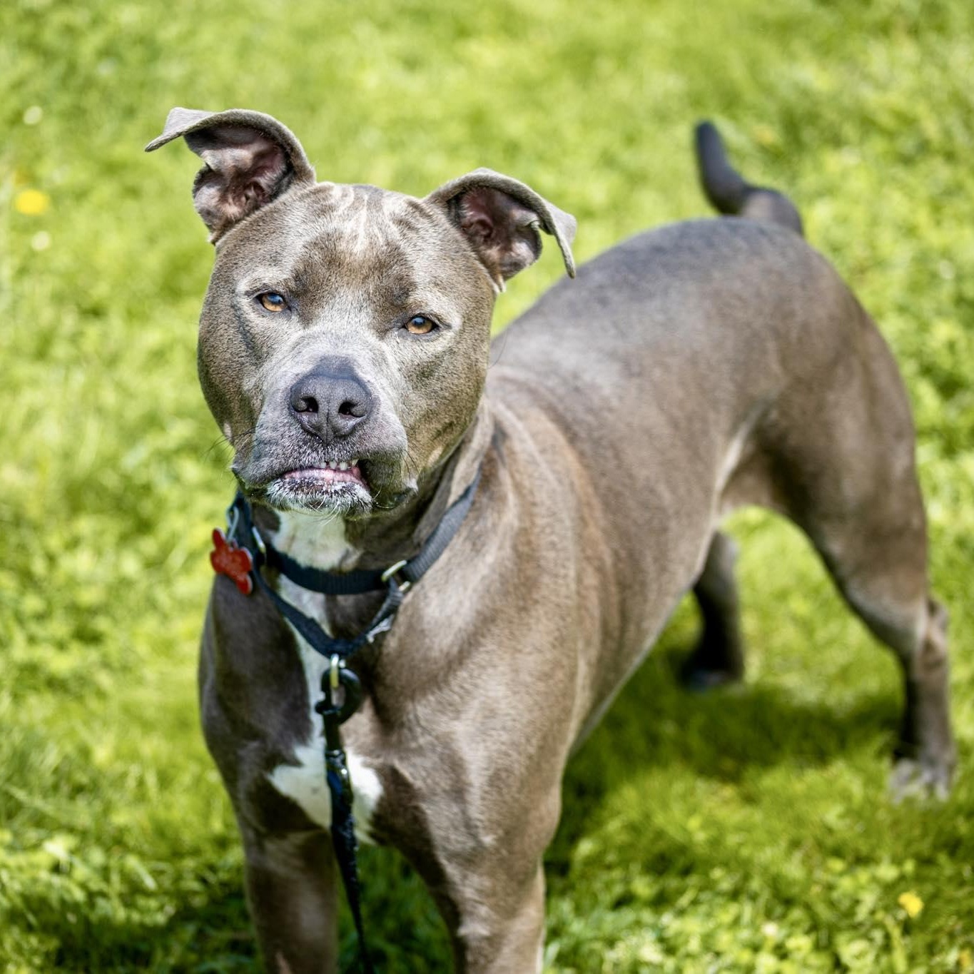 Enlarge Bowie, an adoptable mixed breed in Valparaiso, IN image 4/4
