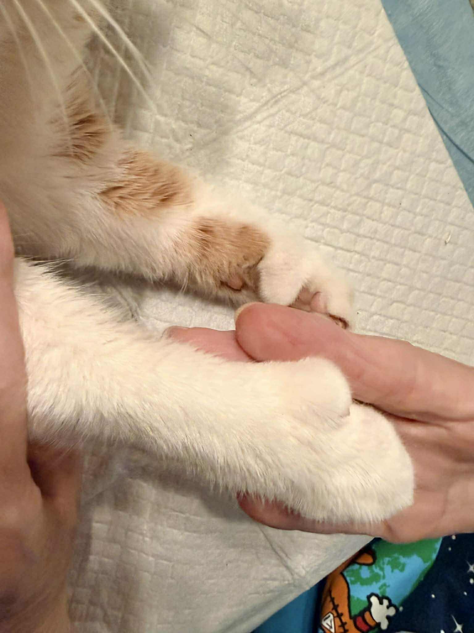DR. CATSON, a Adopted mixed breed in Capshaw, AL image 1/2