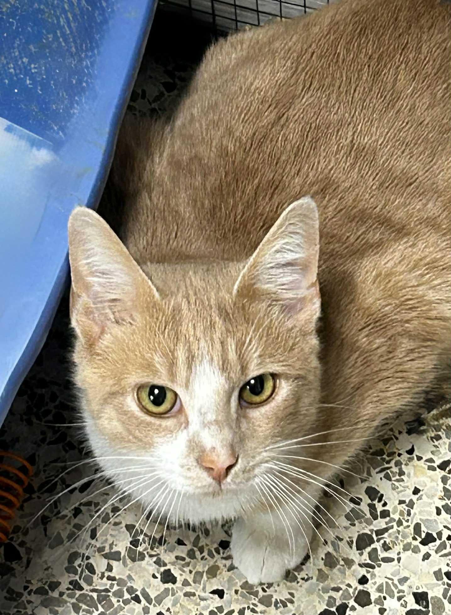 DR. CATSON, a Adopted mixed breed in Capshaw, AL image 2/2