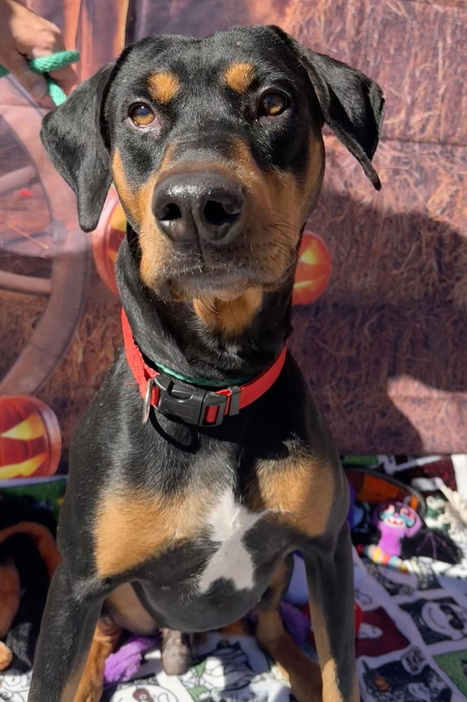 Enlarge Cole, a Adoptable mixed breed in Capistrano Beach, CA image 1/3