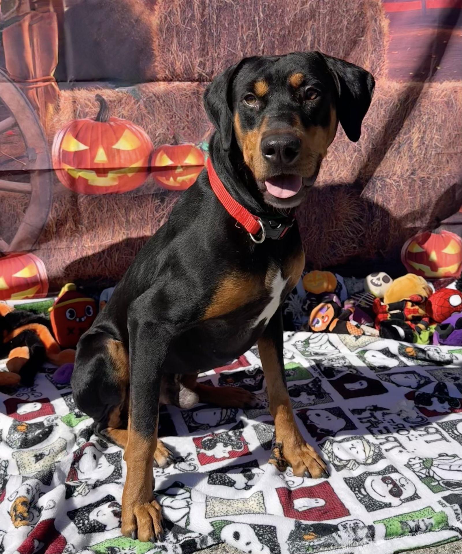 Enlarge Cole, a Adoptable mixed breed in Capistrano Beach, CA image 3/3