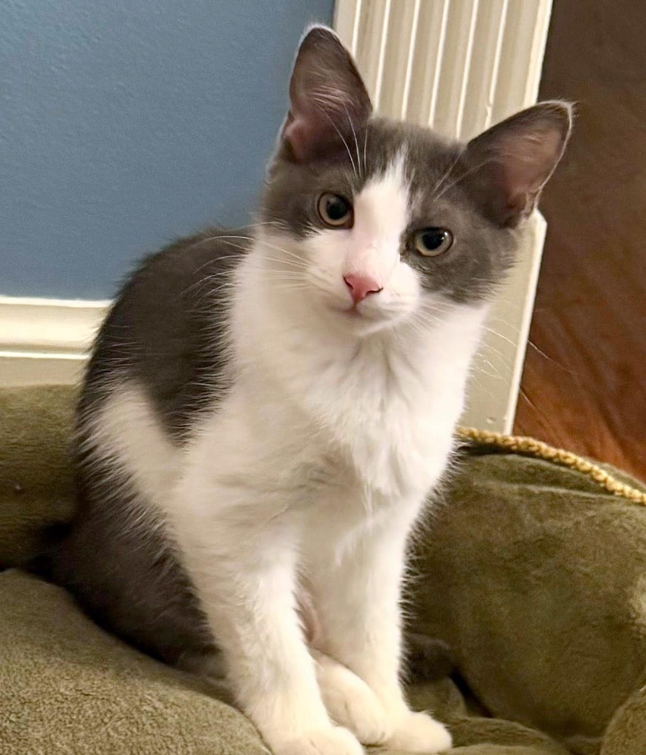 Mongo, a ADOPTABLE Domestic Short Hair in Pittsburgh, PA image 3/5