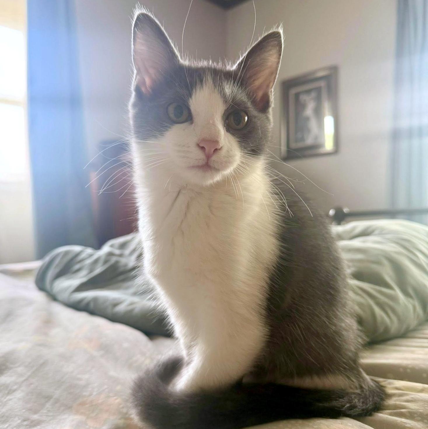 Mongo, a ADOPTABLE Domestic Short Hair in Pittsburgh, PA image 4/5