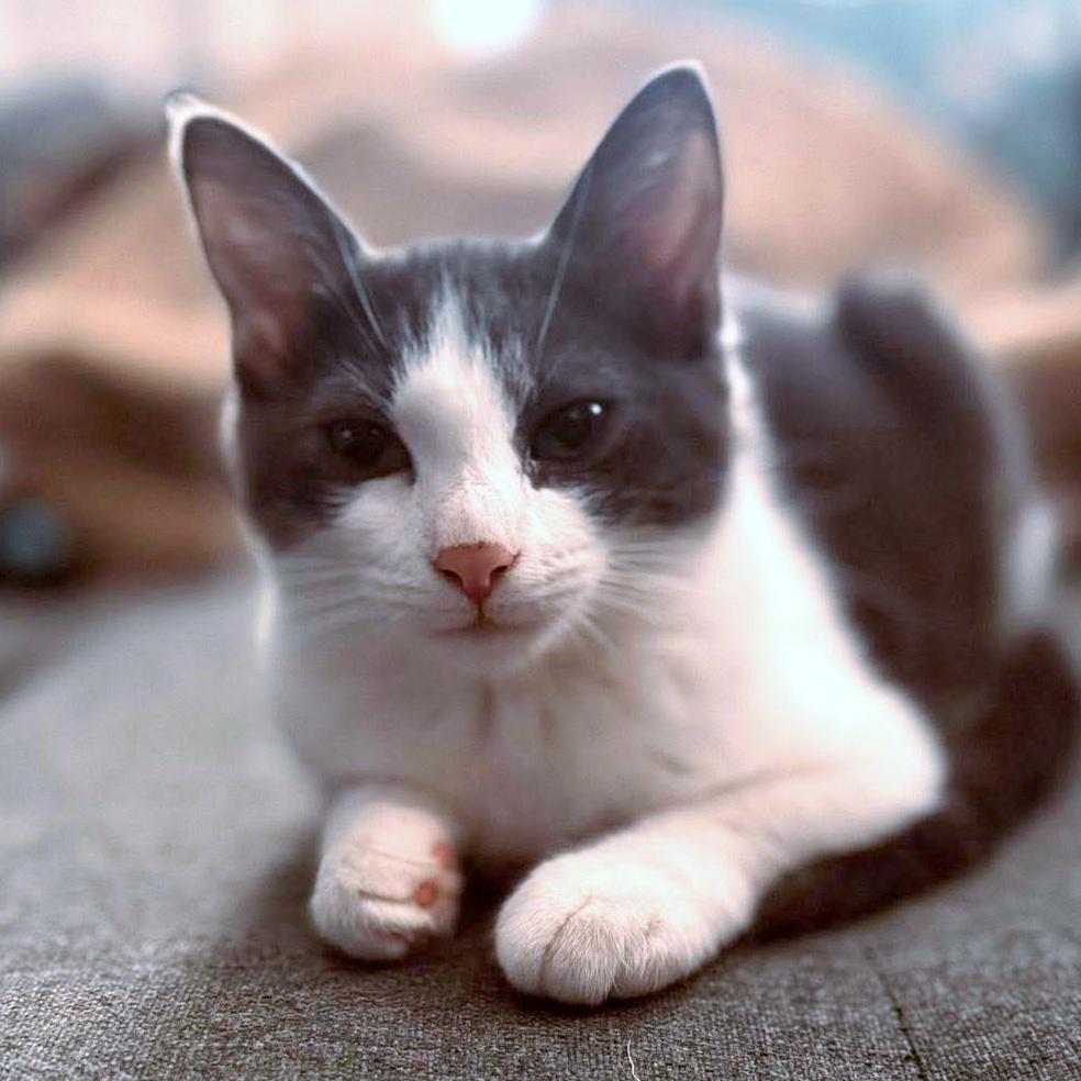 Mongo, a ADOPTABLE Domestic Short Hair in Pittsburgh, PA image 5/5