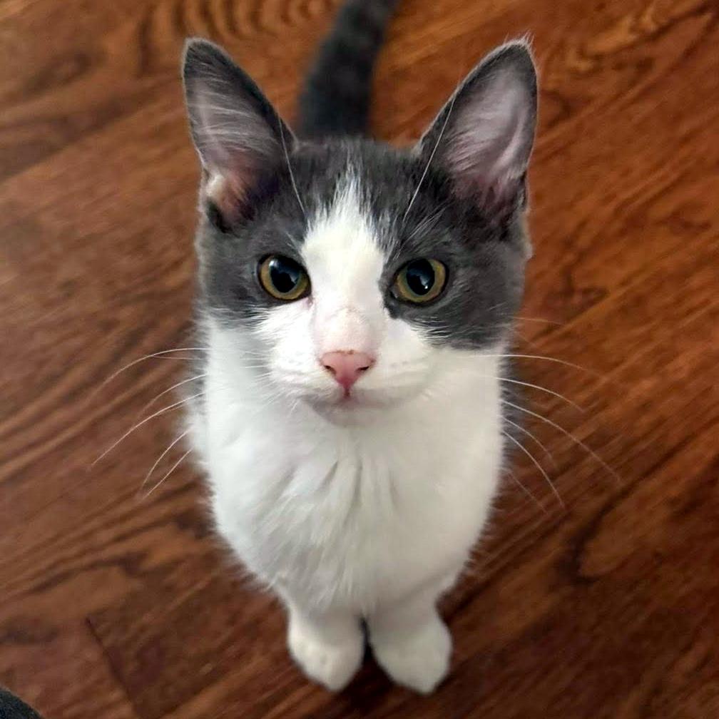 Mongo, ADOPTABLE, Kitten Female Domestic Short Hair.