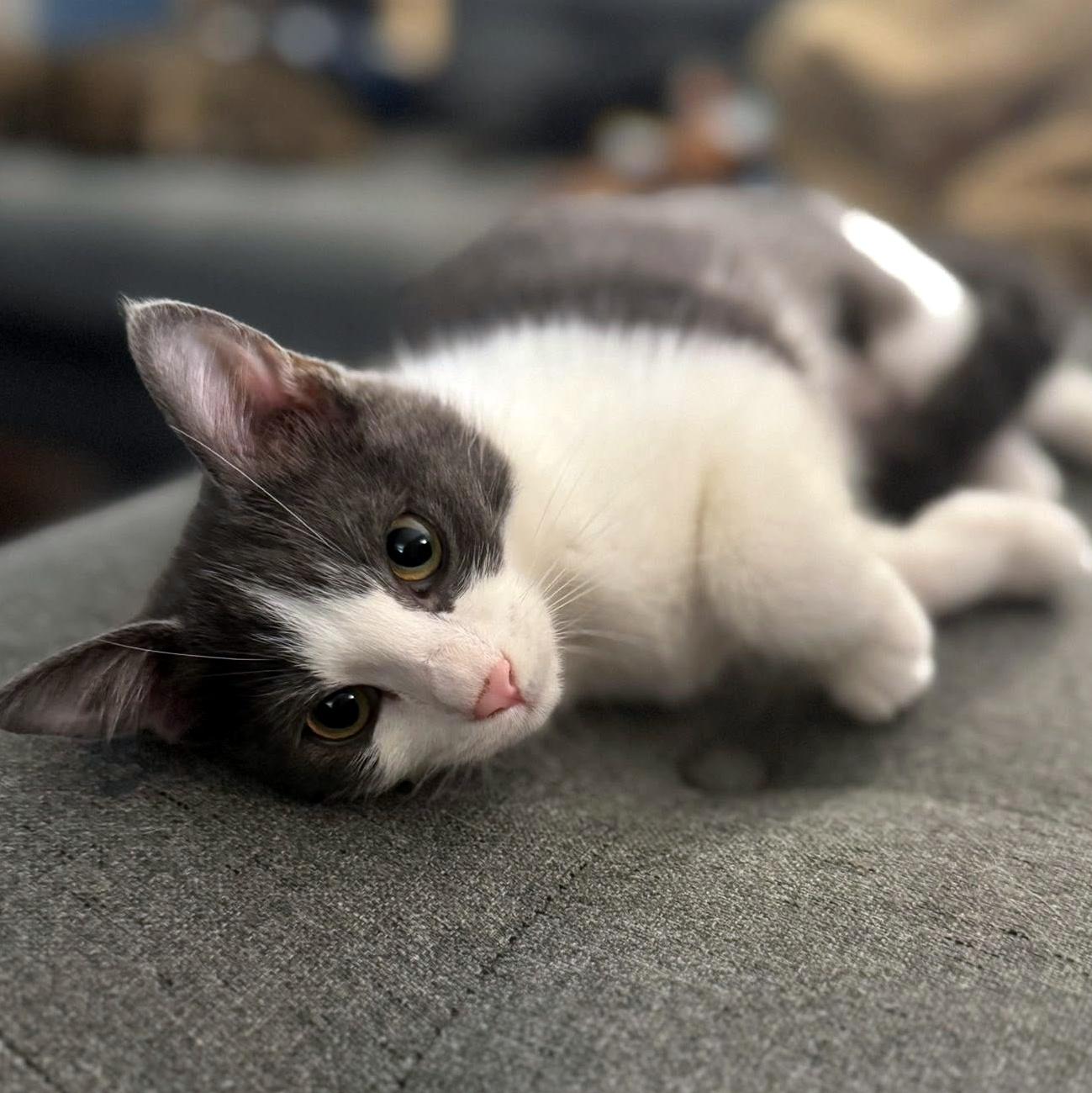 Mongo, a ADOPTABLE Domestic Short Hair in Pittsburgh, PA image 2/5