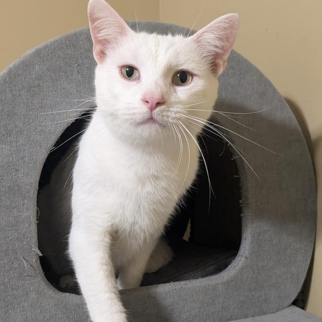 Russell — thumbnail 3