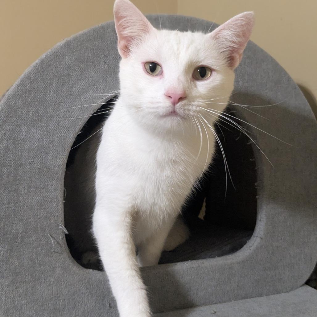 Russell — thumbnail 4