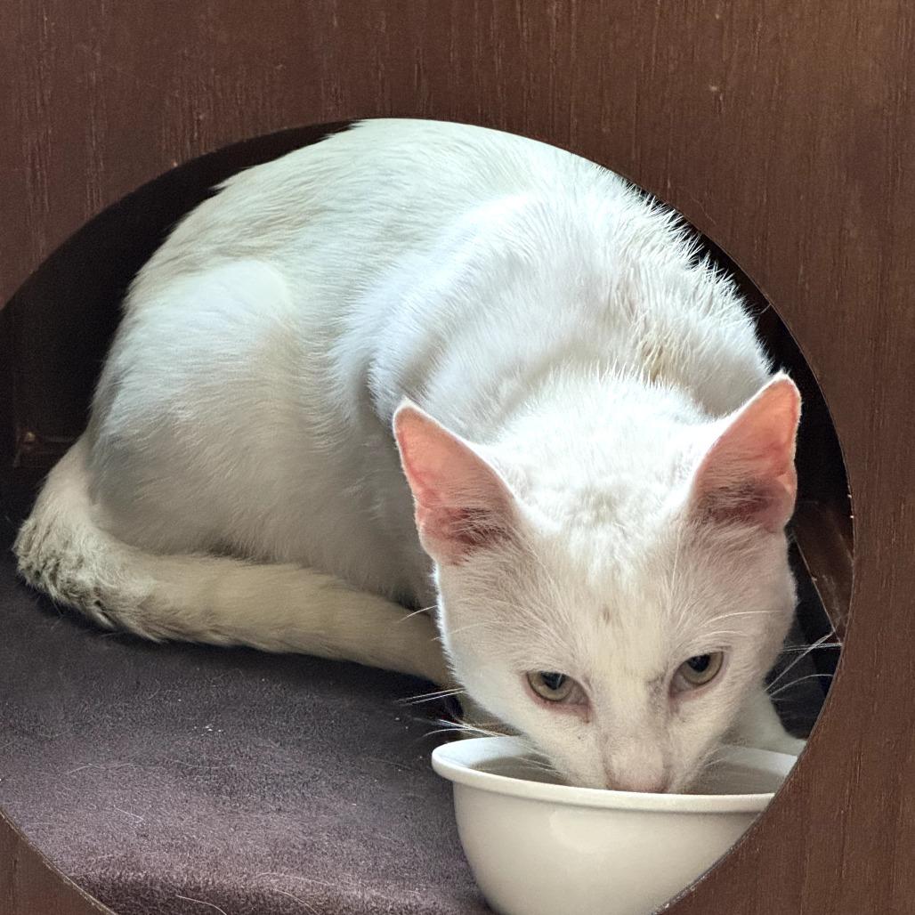 Russell — thumbnail 5