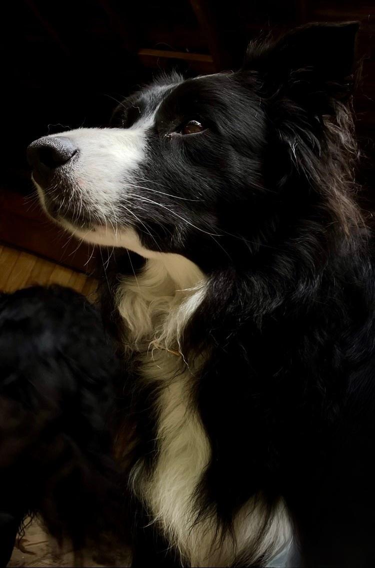 Eli, Adopted, Young Male Border Collie.