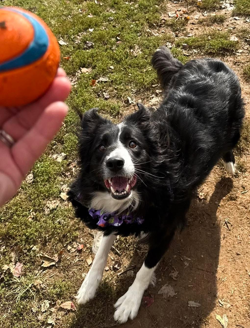 Eli, a Adopted Border Collie in Cordova, TN image 2/5
