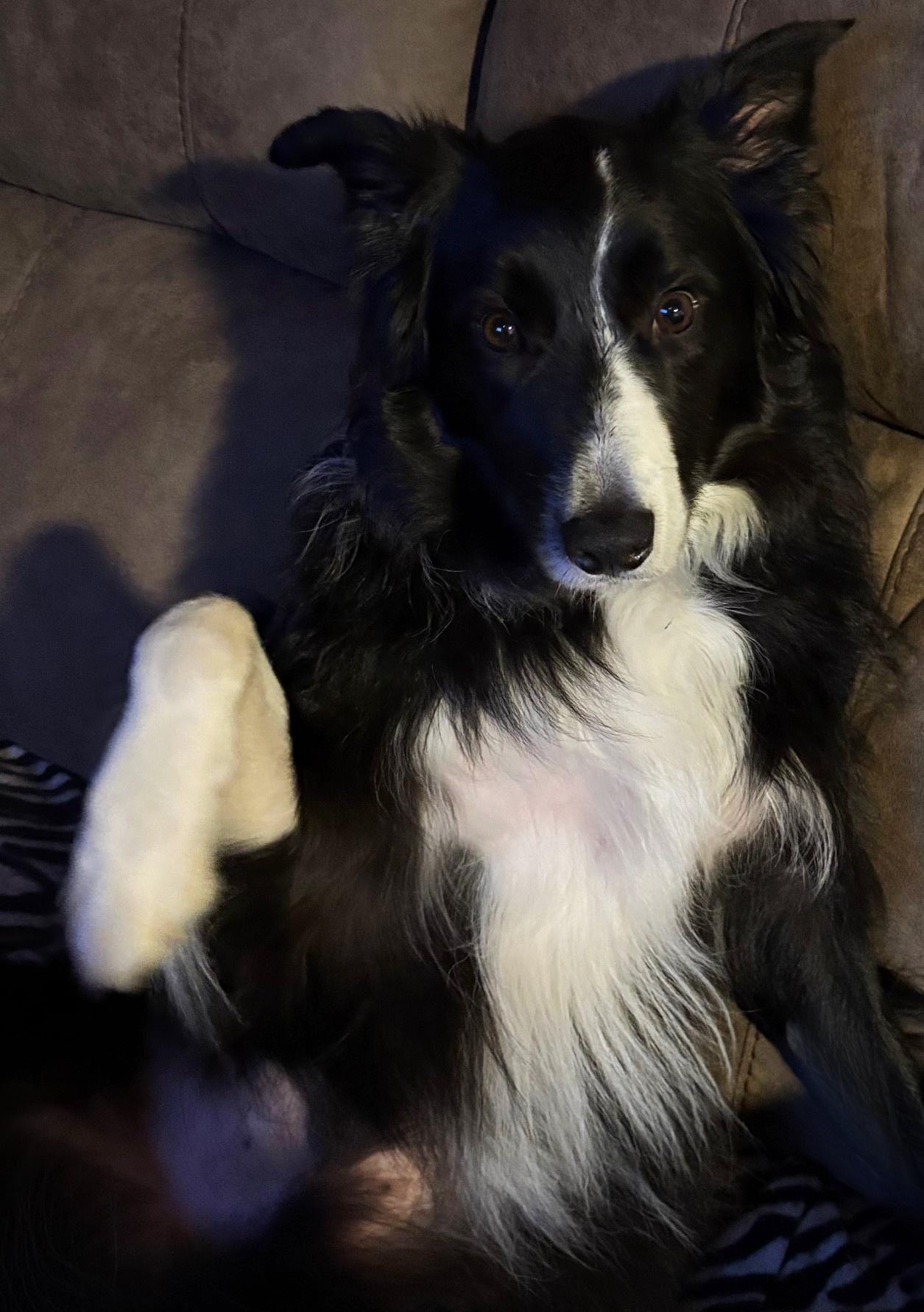 Eli, a Adopted Border Collie in Cordova, TN image 3/5