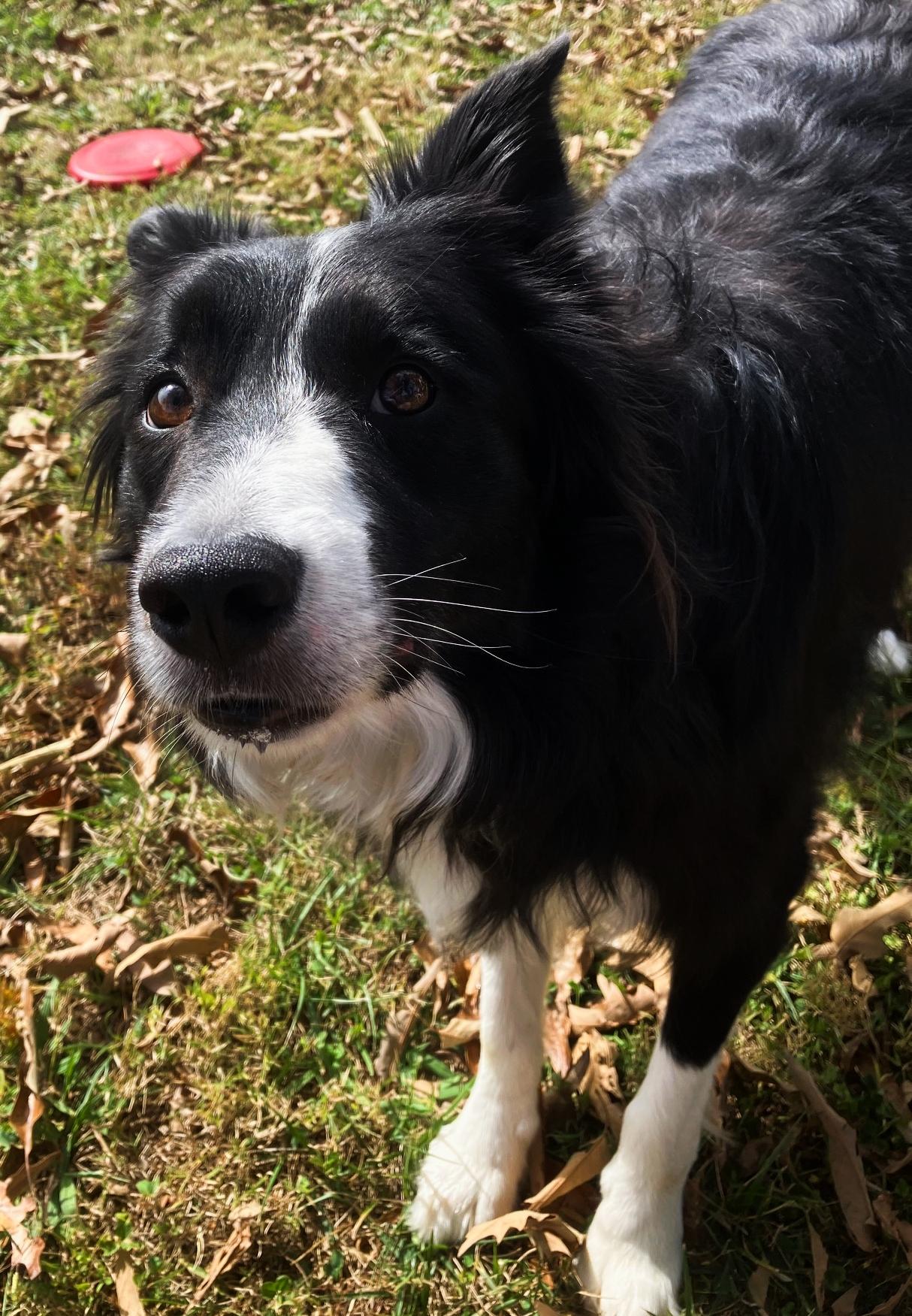 Eli, a Adopted Border Collie in Cordova, TN image 4/5