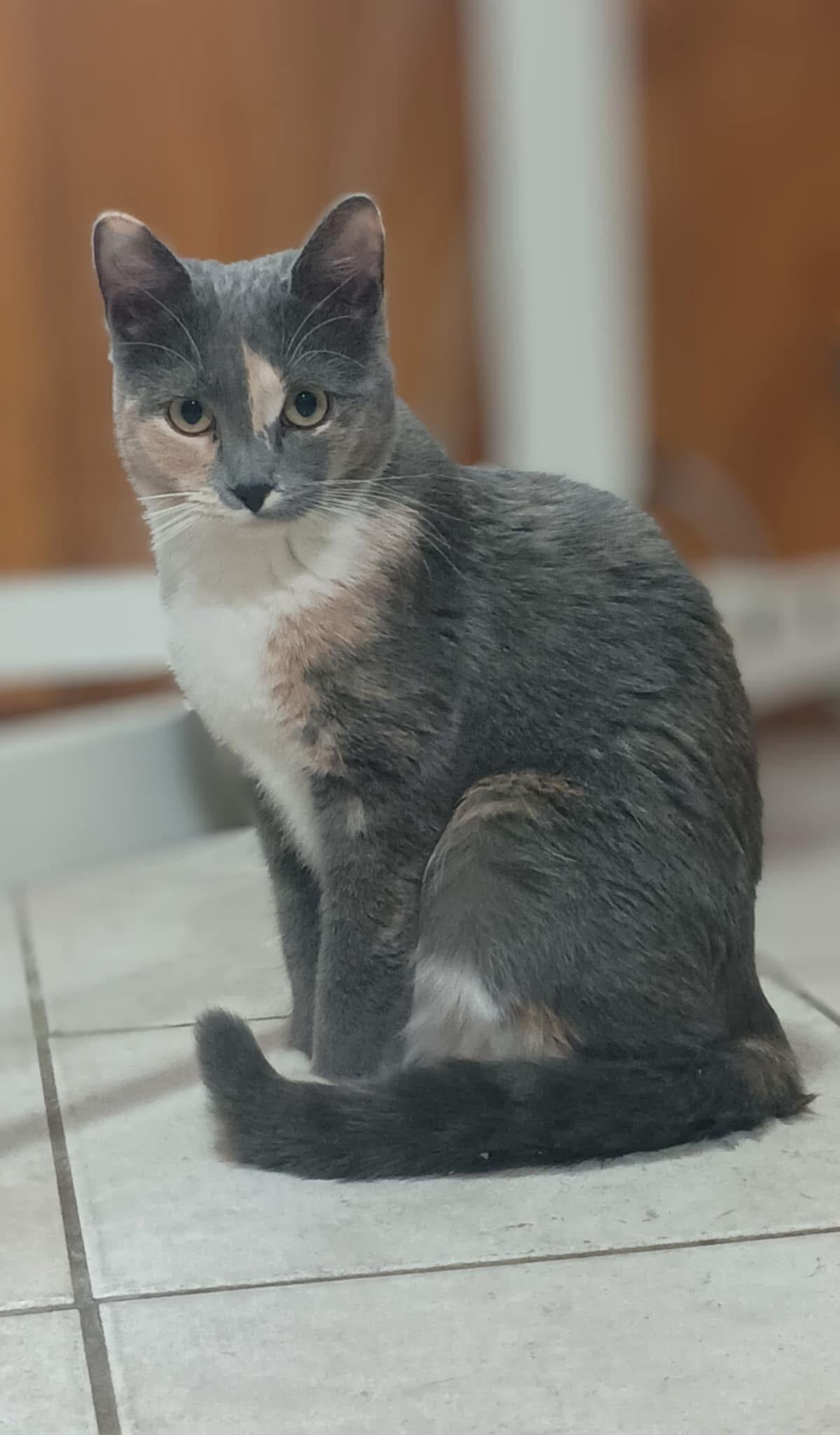 Cheese *Bonded to Hammy*, Young Female Domestic Short Hair